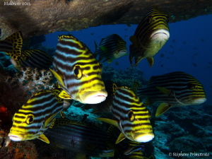 Oriental sweetlips. by Stéphane Primatesta 